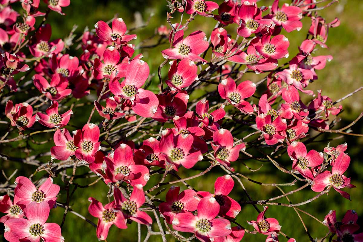 A close up horizontal image of the bright pink flowers of a Cornus florida 'Cherokee Chief' pictured in bright sunshine on a soft focus background.