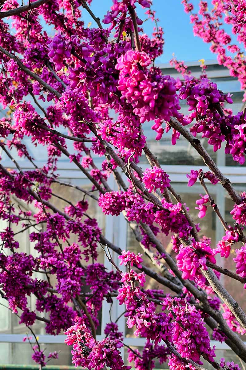 A close up vertical image of the pink foliage of a redbud tree outside a residence pictured in bright sunshine.