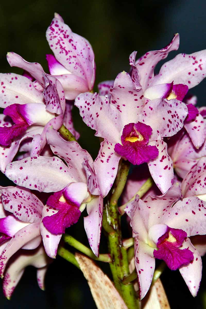 A close up vertical image of the blooms of a stunning pink, purple, and white spotted Cattleya amethystoglossa pictured on a dark background.