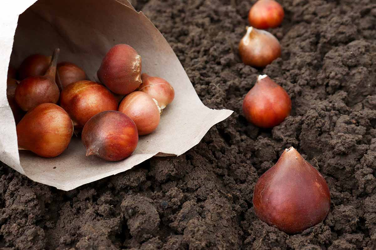 A close up horizontal image of a paper bag filled with bulbs and a row of them set out in the garden.