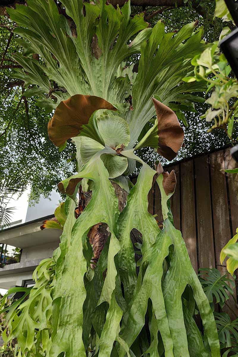 A vertical image of a large Platycerium wandae aka queen staghorn growing outside a residence with a wooden fence in the background.