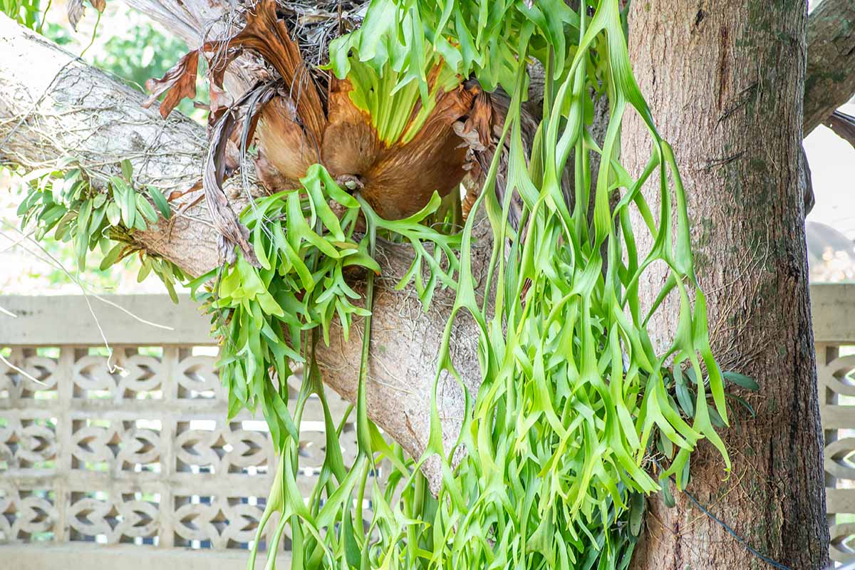 A horizontal image of a a Platycerium andinum, aka American staghorn fern, growing on a tree cascading downwards, with a fence in the background.