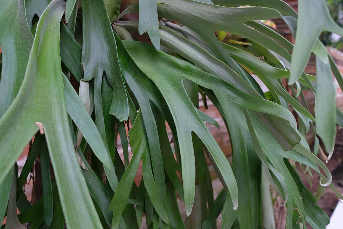 A close up horizontal image of a staghorn fern mounted on a wall outdoors.