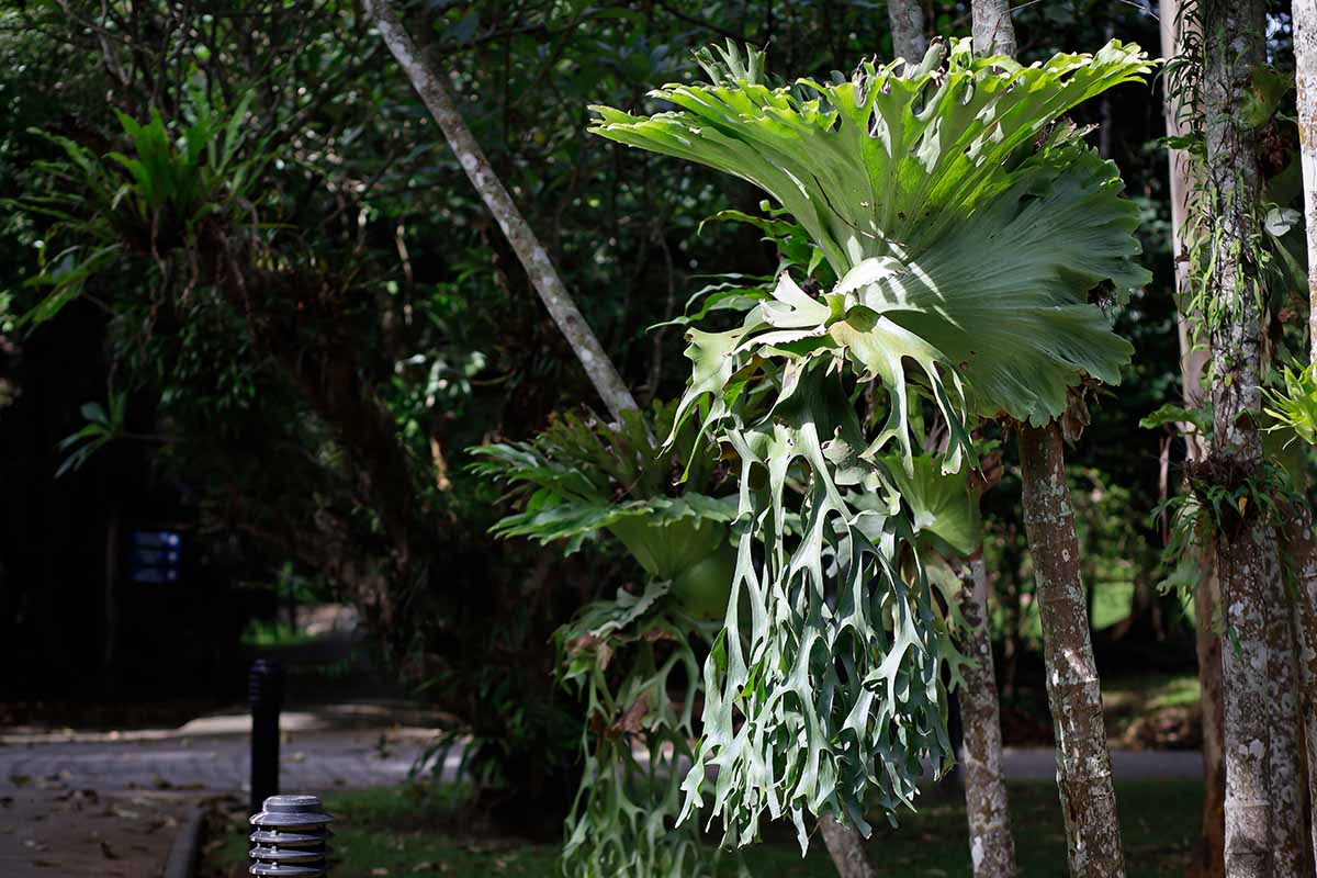 A horizontal image of a staghorn fern (Platycerium coronarium) growing on a tree outdoors in a lush, tropical landscape pictured in light sunshine.