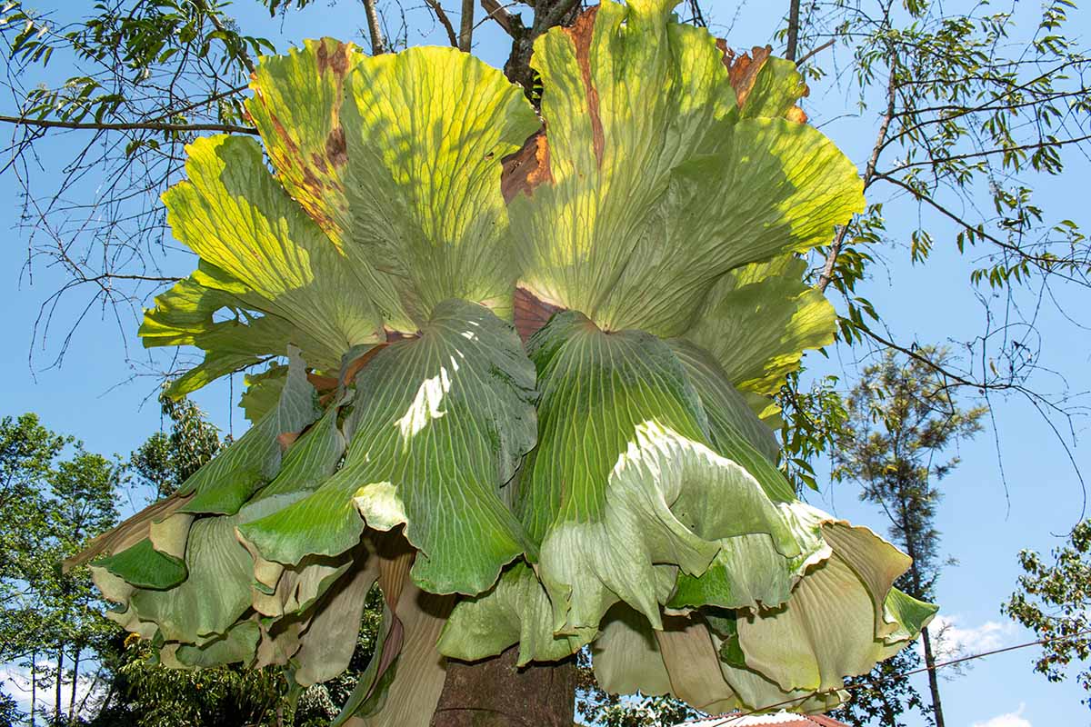 A close up of an Angola staghorn fern (Platycerium elephantotis) pictured on a blue sky background.