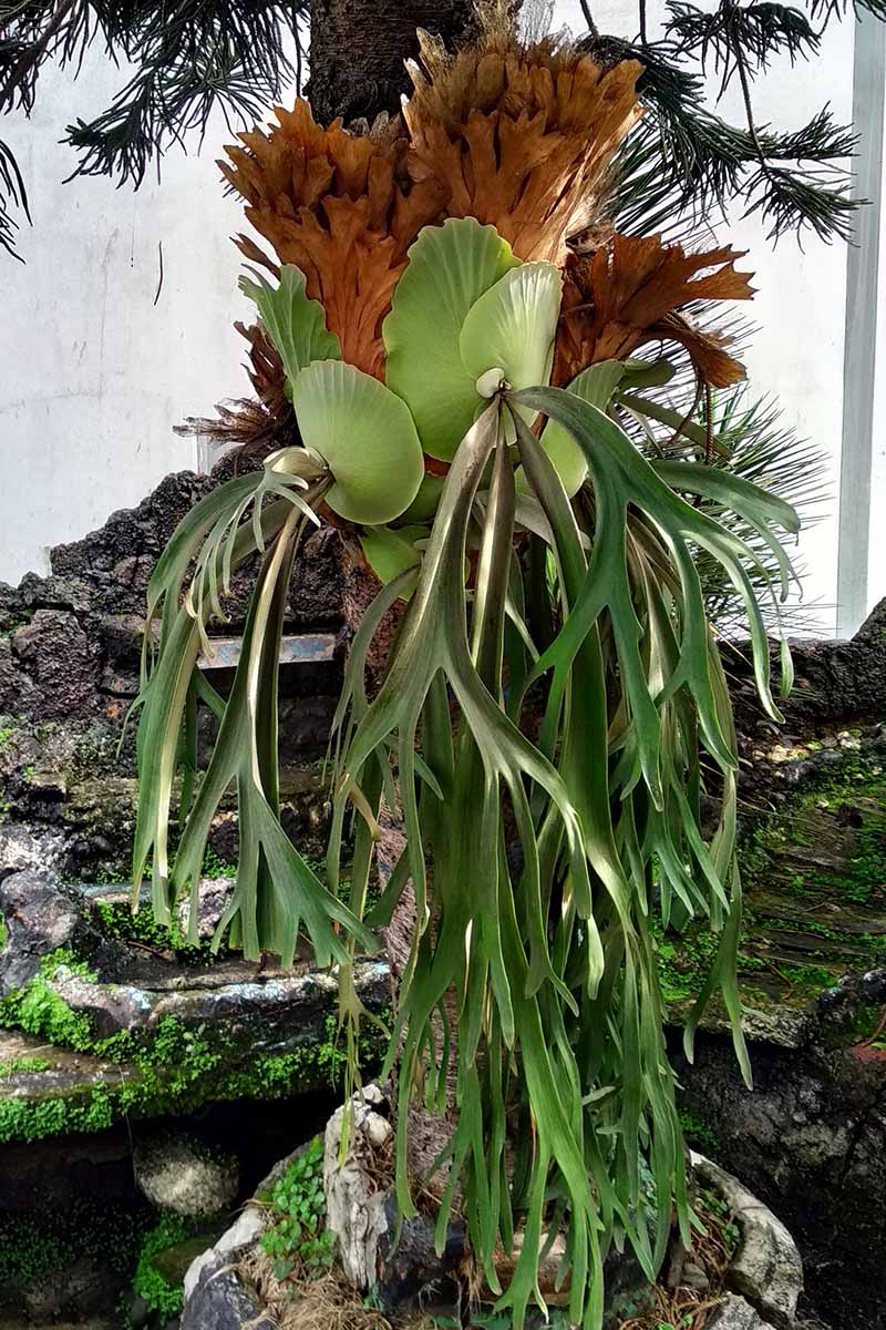 A vertical image of a staghorn fern (Platycerium hillii) mounted on a tree trunk outdoors with a residence in the background.