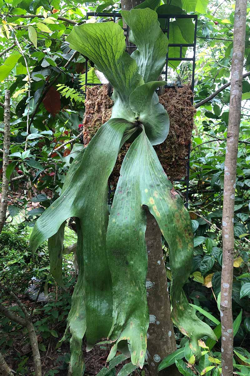A vertical image of a triangle staghorn fern (Platycerium stemaria) mounted on a moss-covered trellis in a subtropical landscape.