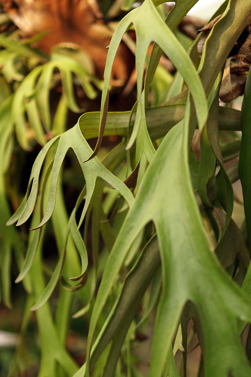A vertical image of the foliage of Platycerium willinckii pictured on a soft focus background.