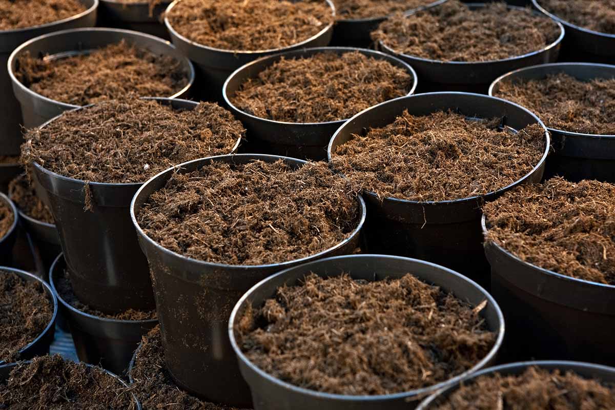 A close up horizontal image of pots filled with soil.