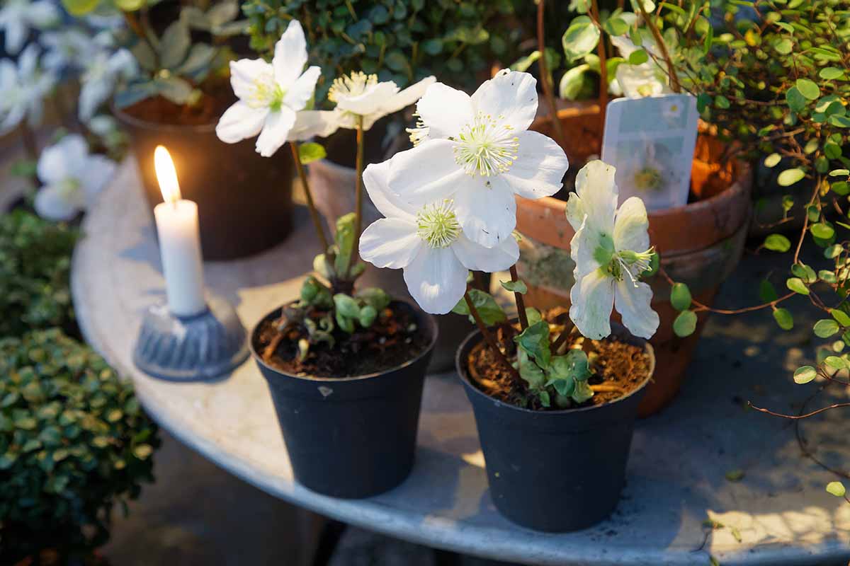 A close up horizontal image of white potted Lenten roses set on an outdoor table with a candle in evening light.