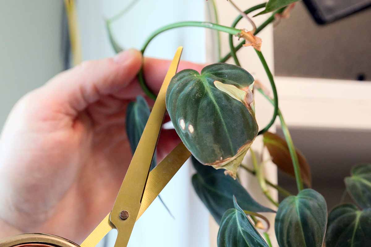 A close up horizontal image of a hand using a pair of scissors to prune a damaged leaf from a philodendron houseplant.