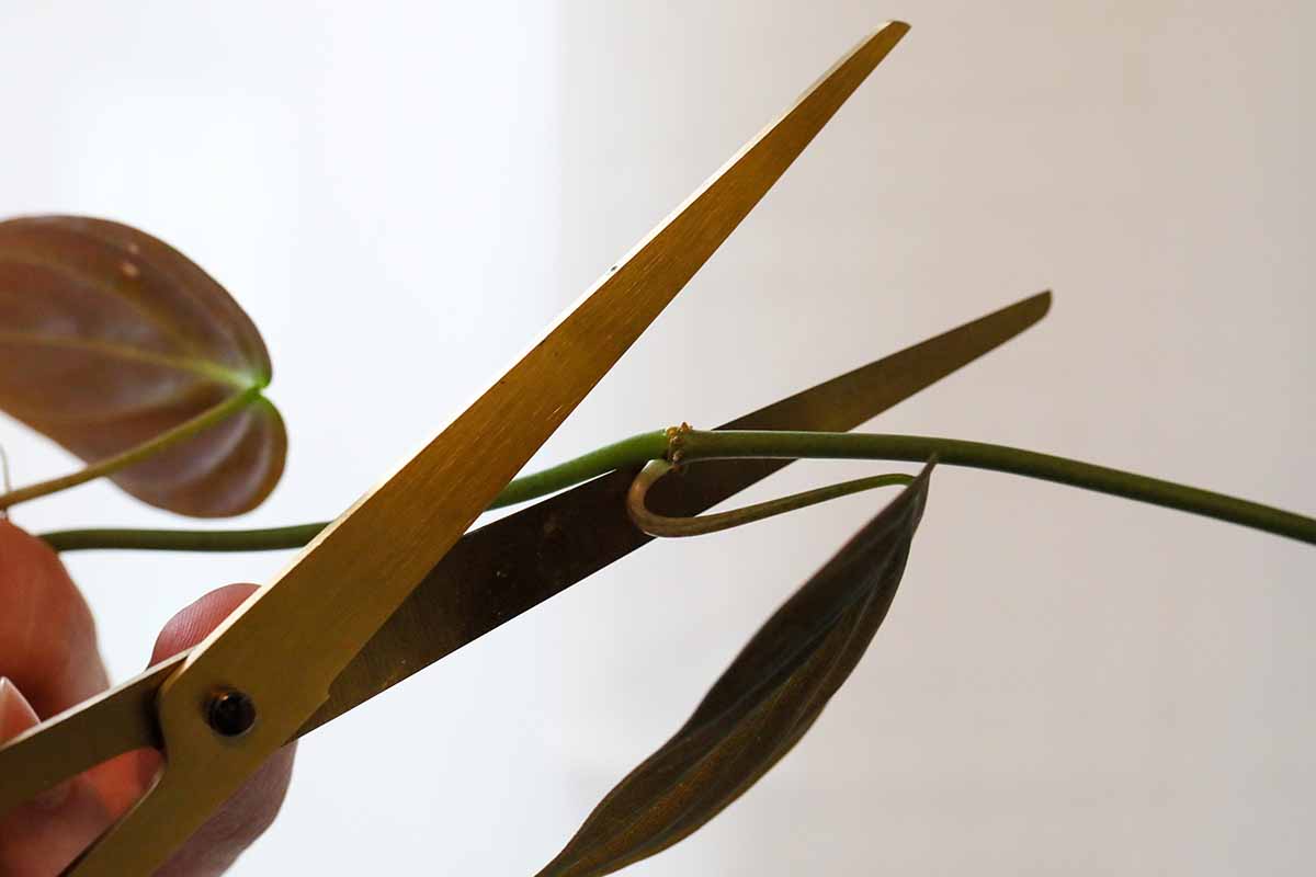 A close up of a pair of scissors snipping the branch of a vining houseplant at a node.