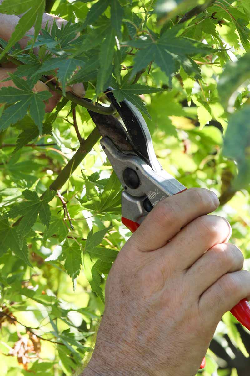 A close up vertical image of a hand from the bottom of the frame using a pair of pruners to snip off the branch of a tree.