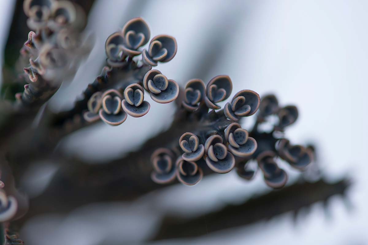 A close up horizontal image of the plantlets on a Kalanchoe delagoensis, aka mother of millions, pictured on a soft focus background.
