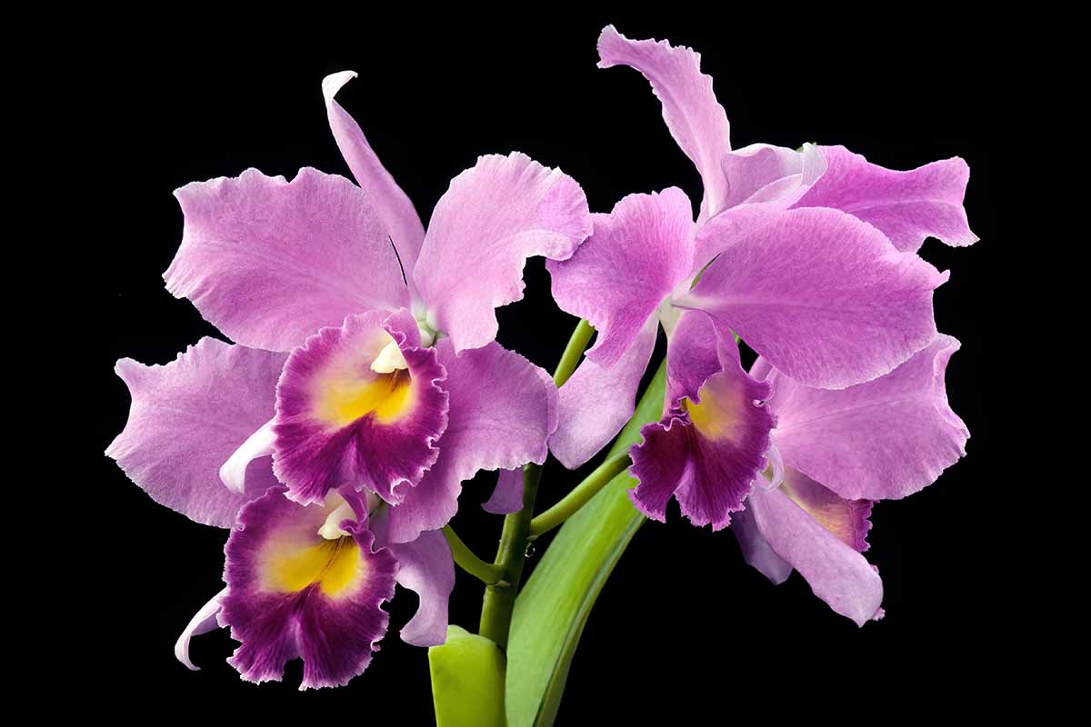 A close up horizontal image of purple and yellow cattleya orchids pictured on a dark background.