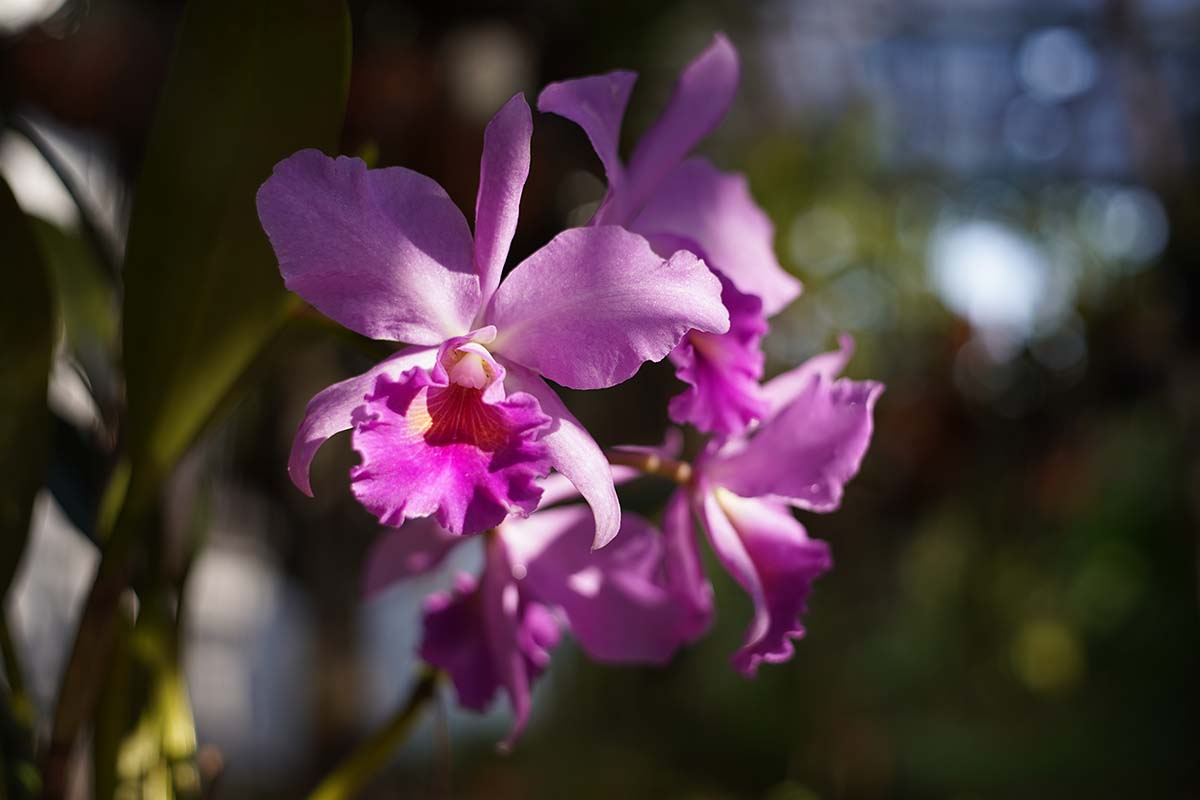 A close up horizontal image of purple Cattleya orchid flowers pictured in light filtered sunshine on a soft focus background.