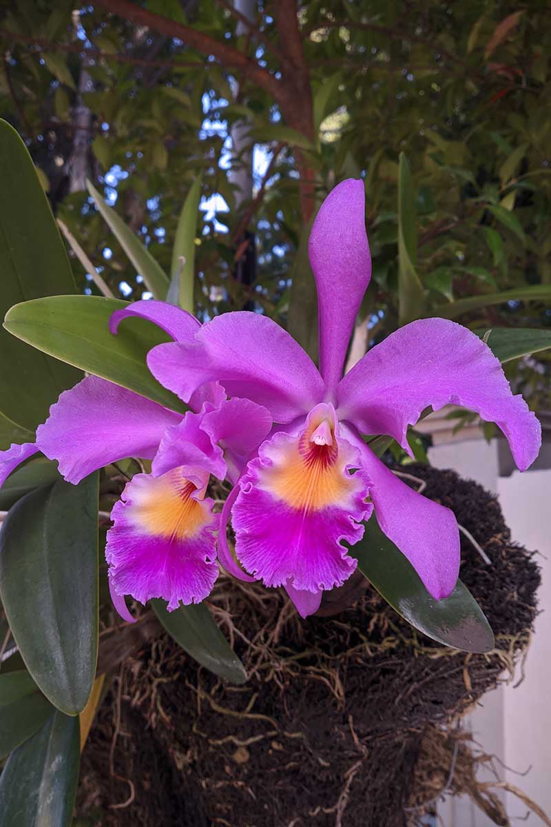 A close up vertical image of purple and yellow Cattleya labiata flowers growing outdoors with a tree in soft focus in the background.