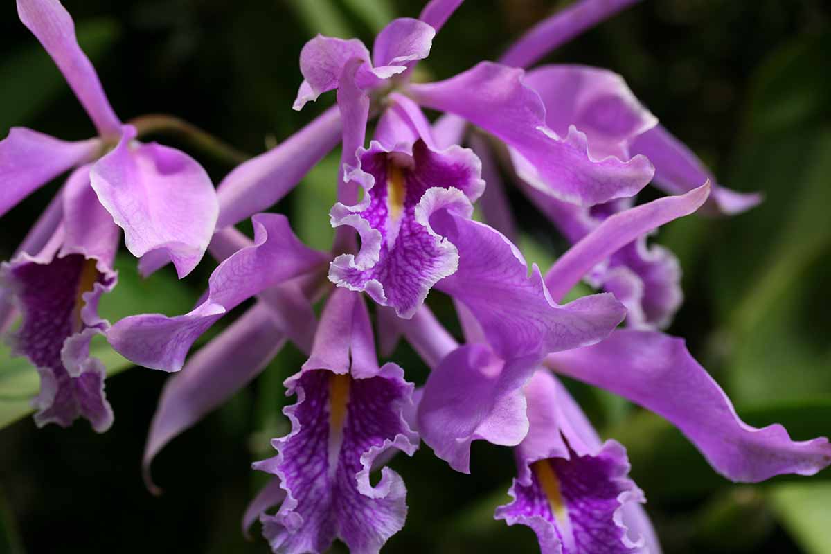 A close up horizontal image of purple Cattleya maxima flowers pictured on a soft focus background.