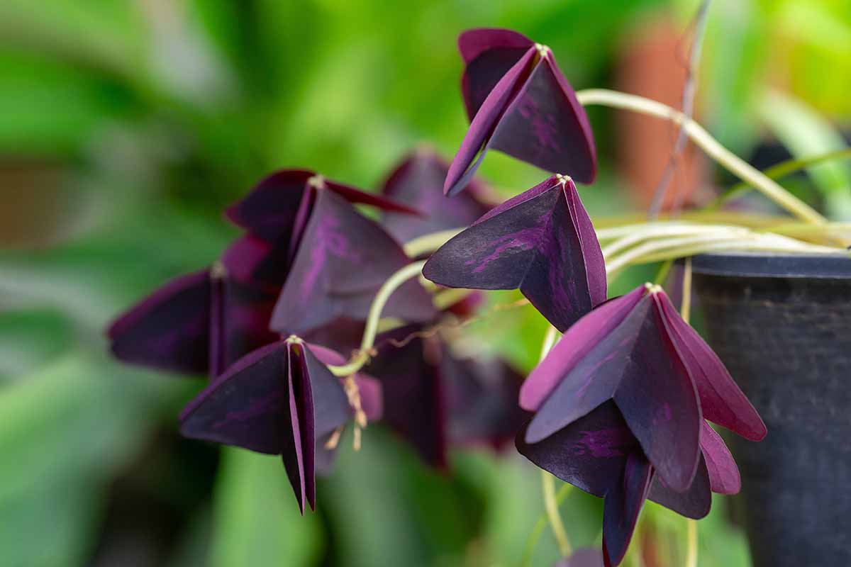 A close up horizontal image of a purple shamrock (Oxalis triangularis) growing in a hanging container pictured on a soft focus background.