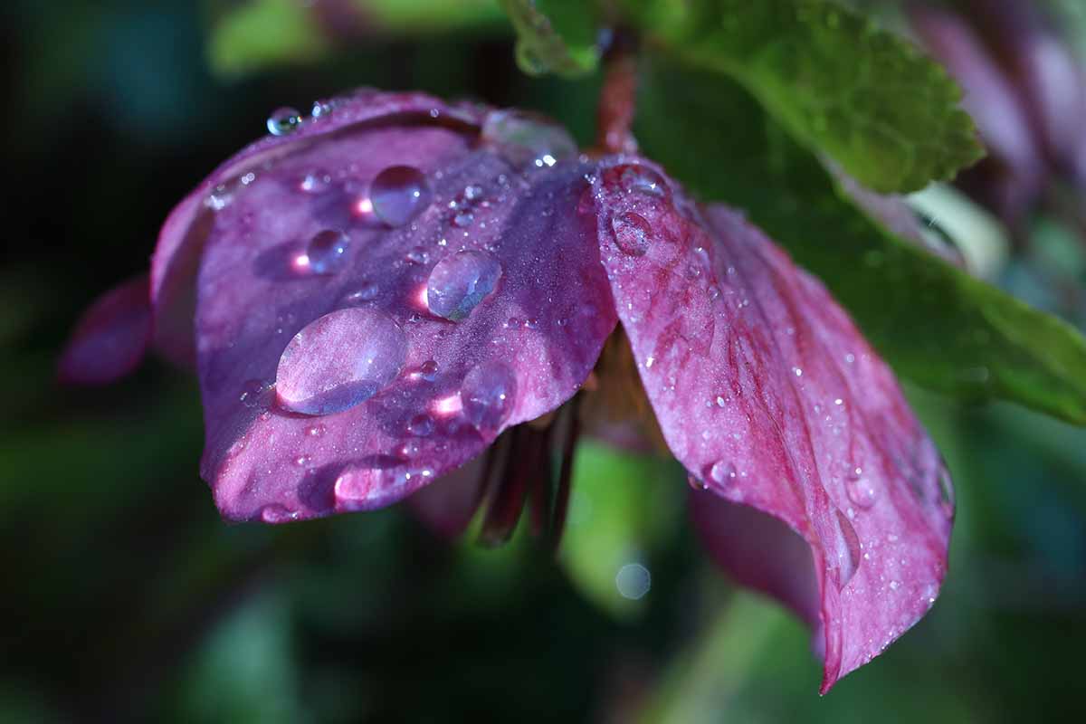 A close up horizontal image of a purple hellebore flower with droplets of water on the petals pictured on a soft focus background.