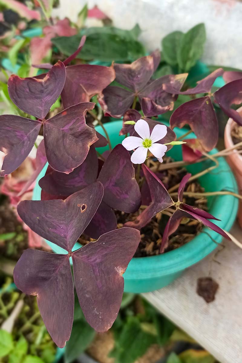 A vertical image of an Oxalis triangularis plant growing in a container outdoors with pest damage on the foliage.