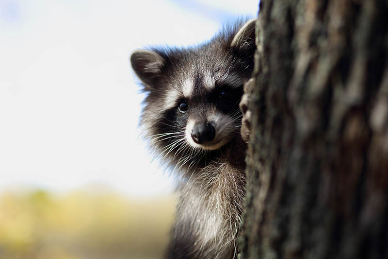 A horizontal image of a raccoon peeping out from behind a tree pictured on a soft focus background.