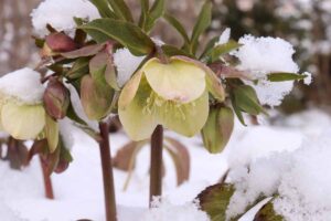 A close up horizontal image of hellebore flowers in full bloom in the late winter garden covered with a light dusting of snow.