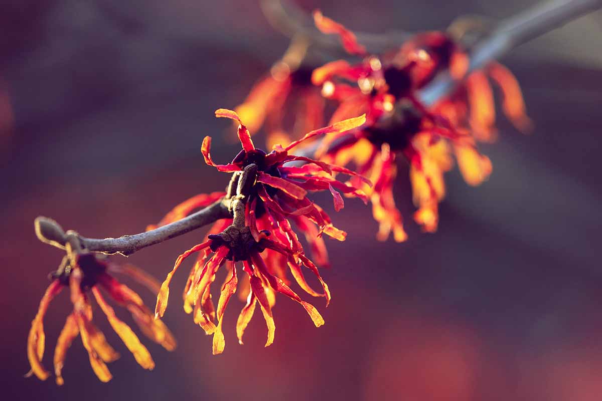 A close up of red Hamamelis flowers pictured in light sunshine on a soft focus background.