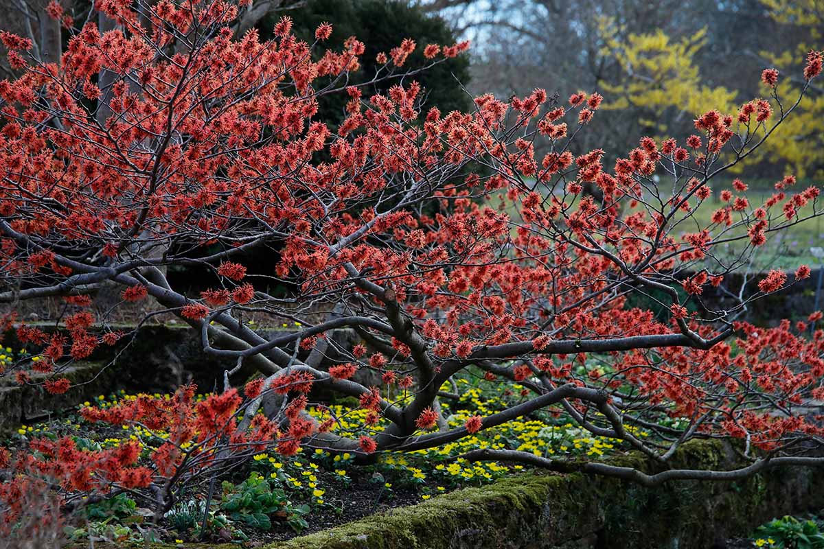 A horizontal image of a red Hamamelis (witch hazel) shrub growing in a garden border.