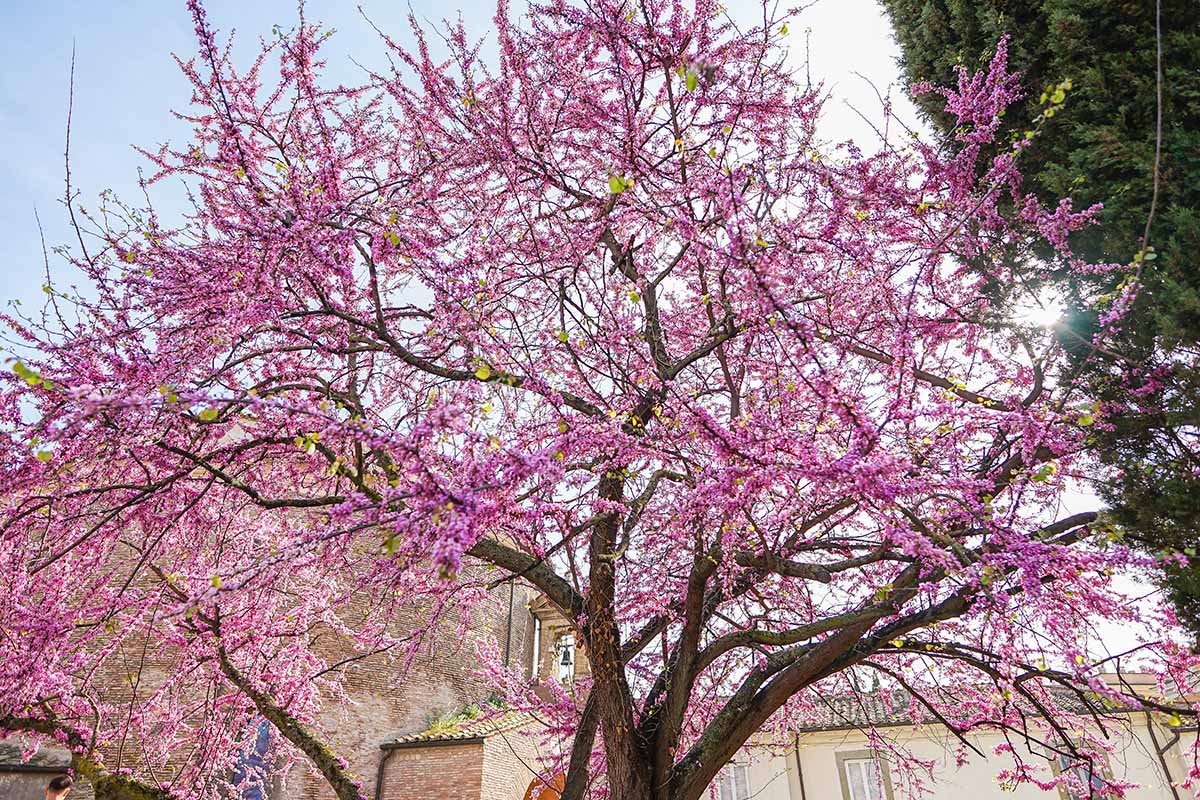 A horizontal image of a redbud tree growing outside a large residence.