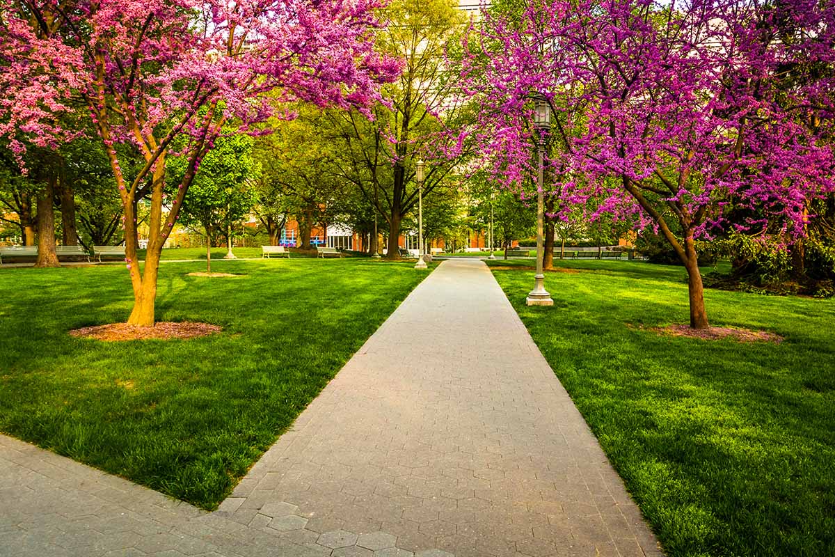 A horizontal image of redbud trees lining a paved walkway in a park.