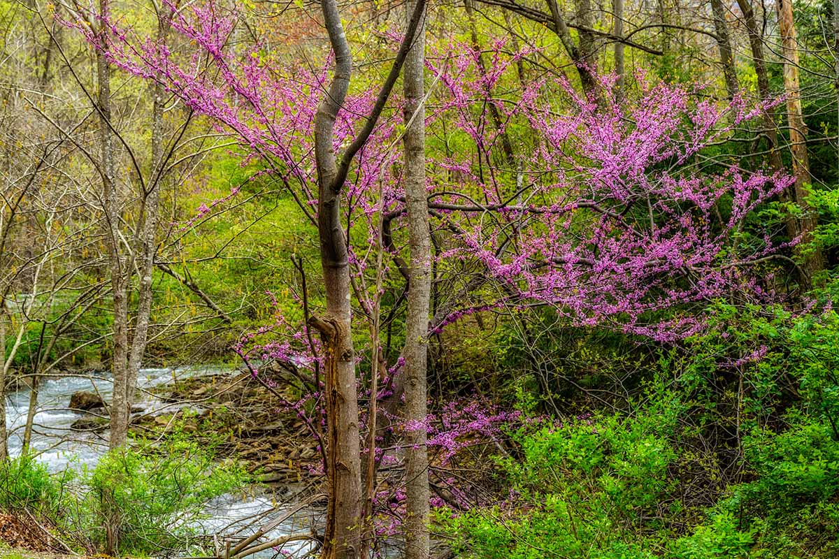 A horizotnal image of a forest scene with a river running through it and a redbud tree in full bloom.