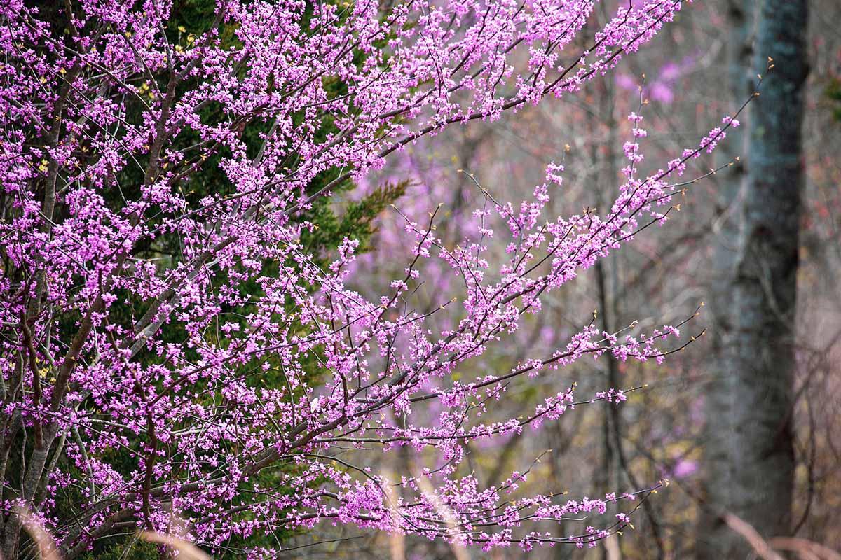 A close up horizontal image of the branches and leaves of an eastern redbud tree pictured on a soft focus background.
