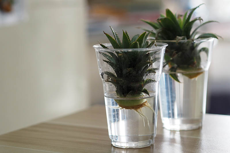 A close up horizontal image of pineapple tops placed in cups of water to regrow roots, set on a wooden surface.