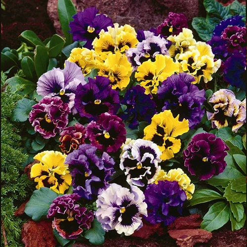 A square image of different colored, ruffled 'Rococo' pansies growing in a container.
