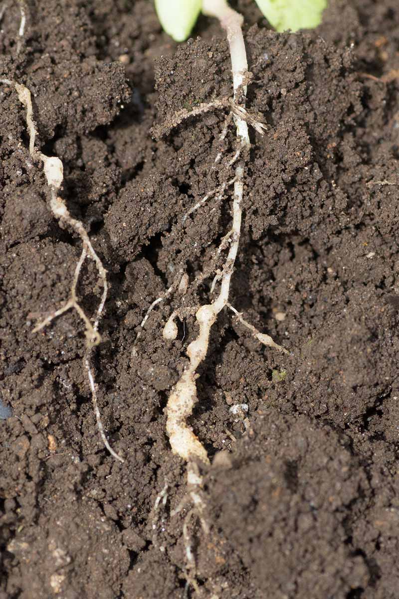 A close up vertical image of root-knot nematodes infesting the roots of a plant.