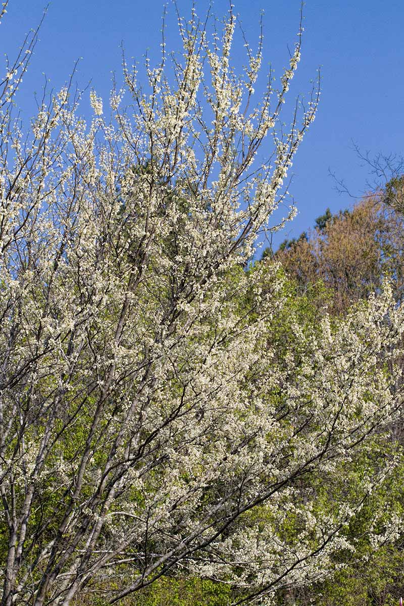 A vertical image of a 'Royal White' redbud tree in full bloom pictured on a blue sky background.