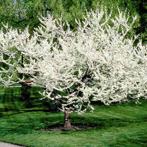 A square image of a white flowering redbud tree, Cercis 'Royal White' growing in a park.