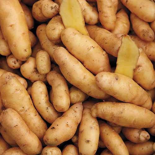 Close up of whole and sliced 'Russian Banana Fingerling' potatoes, showing pale yellow flesh and light brown skins.