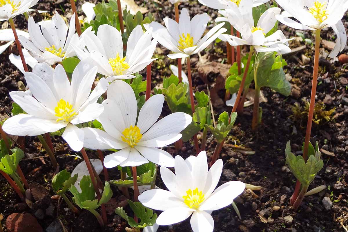 A horizontal image of spring-flowering Sanguinaria canadensis blooms pictured in light sunshine.