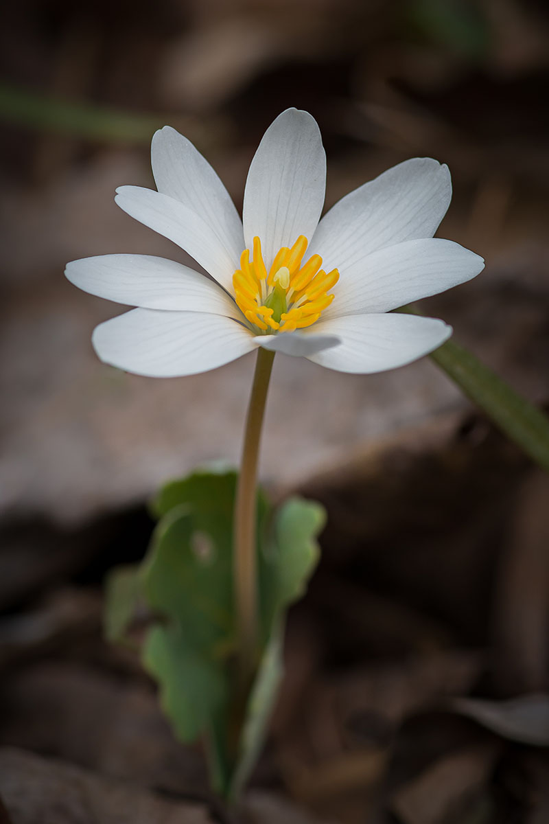 A close up vertical image of a single bloodroot (Sanguinaria canadensis) flower pictured on a soft focus background.