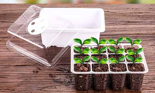 A close up of a seed starting kit consisting of a tray with a plastic dome set on a wooden surface.