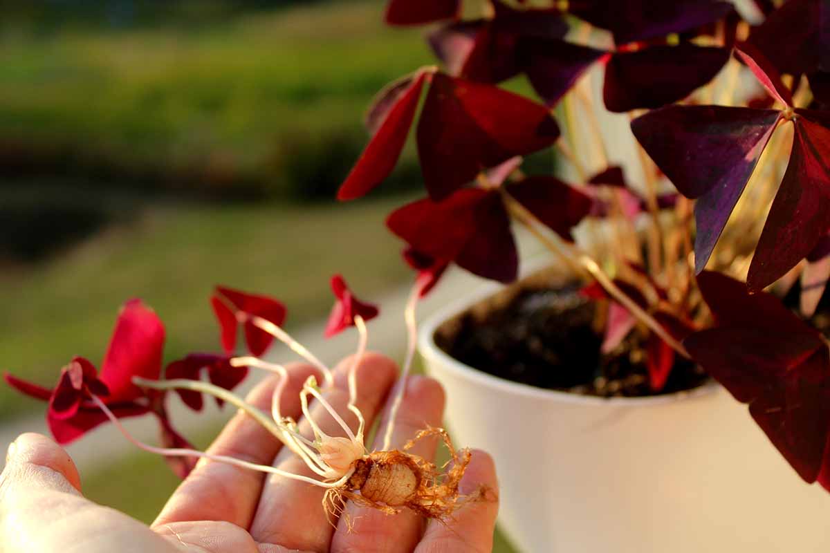 A close up horizontal image of a hand from the bottom of the frame holding an oxalis tuber with a pot plant in the background in soft focus.