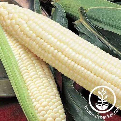 A close up of freshly harvested 'Silver Queen' corn set on a wooden surface. To the bottom right of the frame is a white circular logo with text.