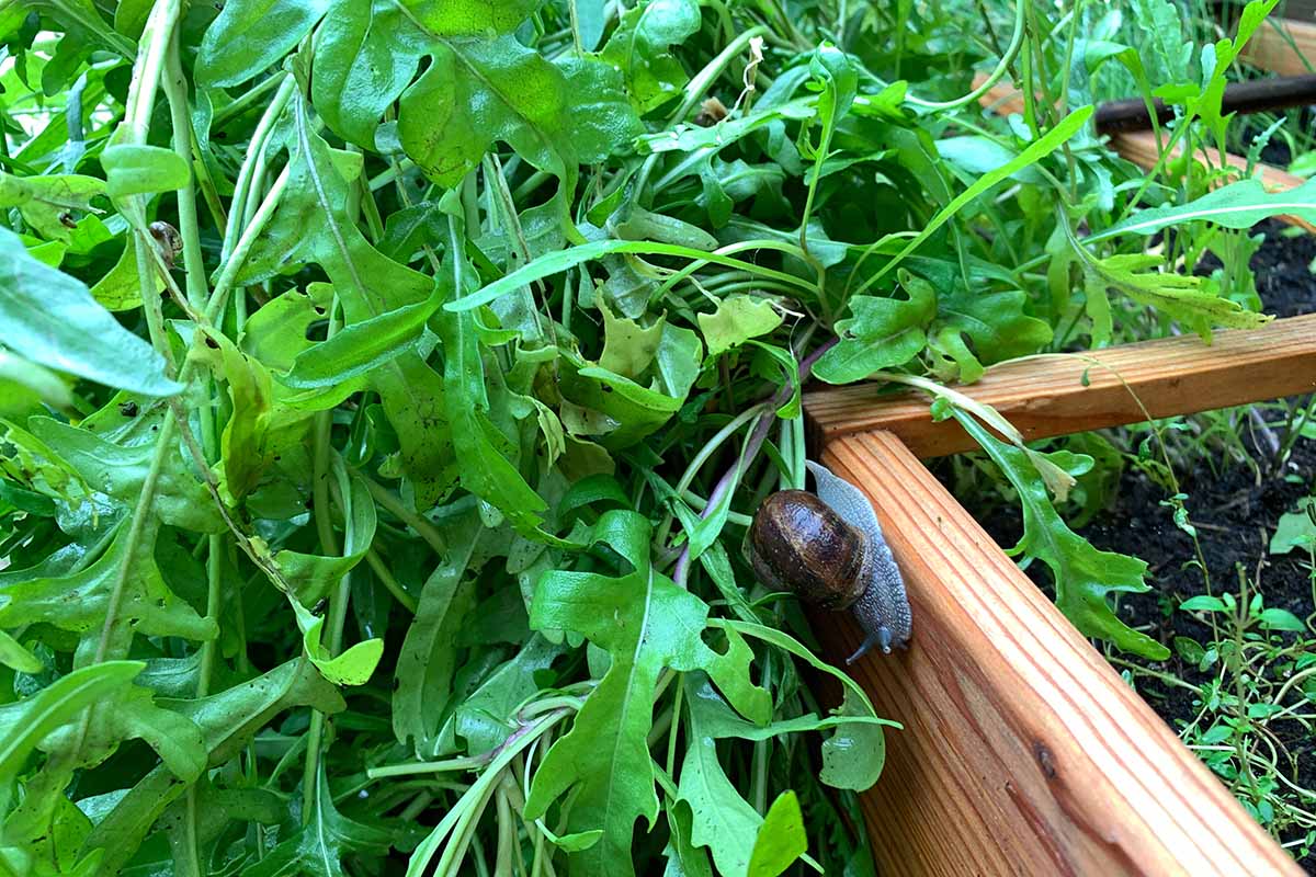 A close up horizontal image of arugula growing in wooden raised beds with a snail inching towards the leaves.