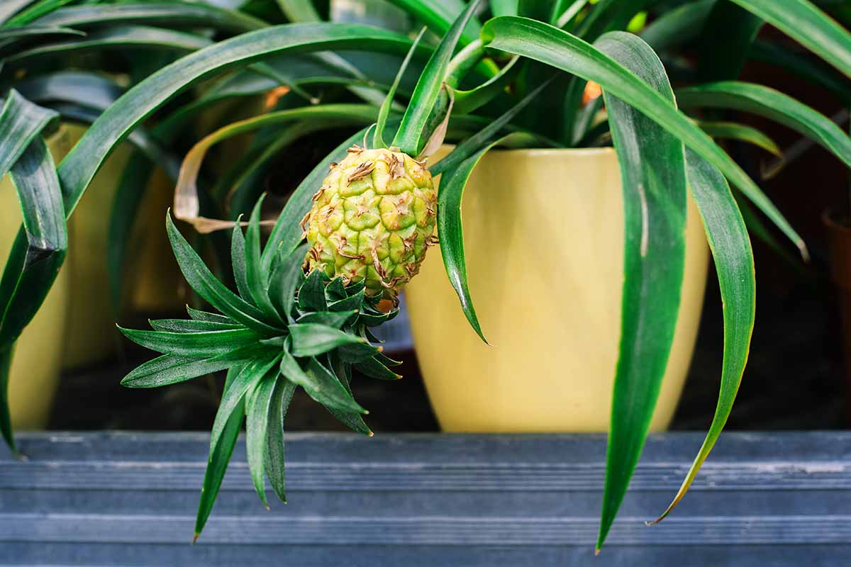 A close up horizontal image of a potted pineapple plant with a small fruit developing.
