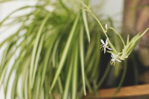 A close up horizontal image of a variegated spider plant with small white flowers on the end of a stolon.