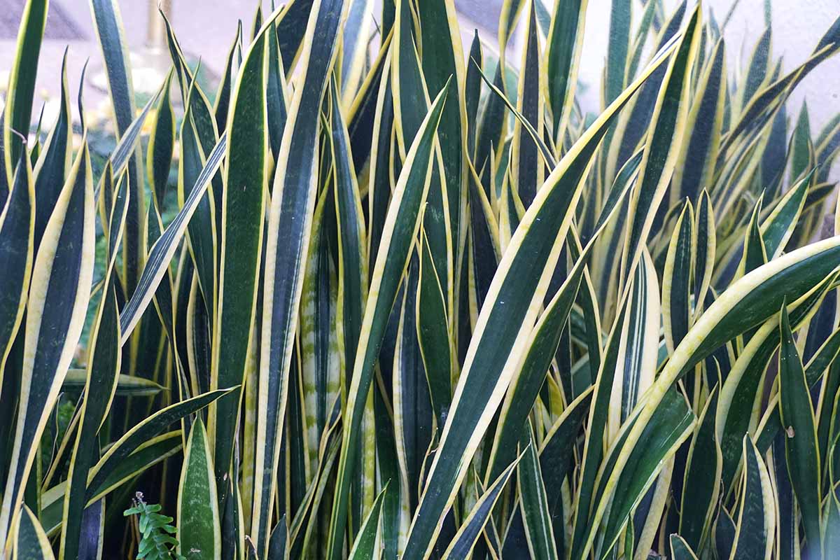 A close up horizontal image of the variegated foliage of Dracaena trifasciata growing outdoors, where it has the potential to become invasive.