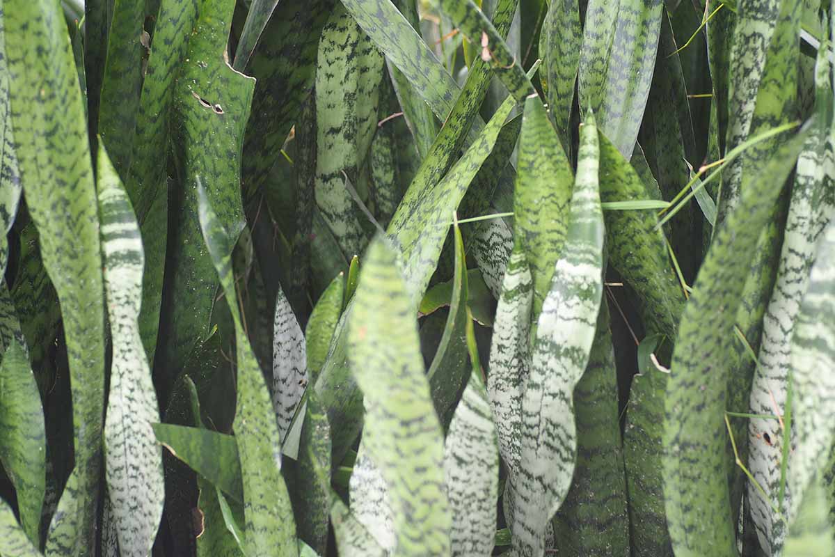A close up horizontal image of snake plants growing outdoors in the garden where they have the potential to become invasive.