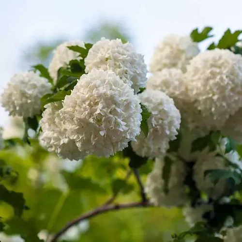 A square image of the white, rounded flowers of snowball viburnum pictured on a soft focus background.